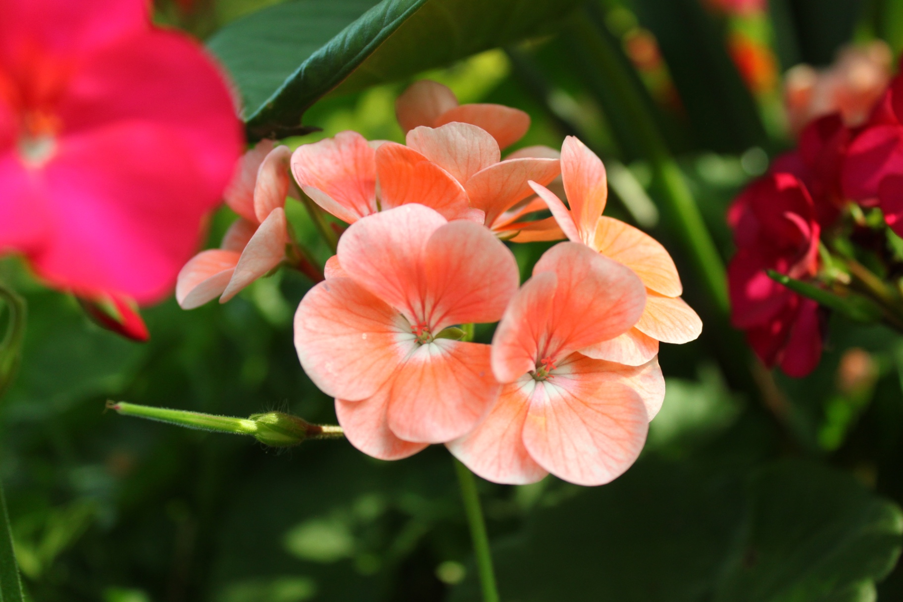 Community photo submission