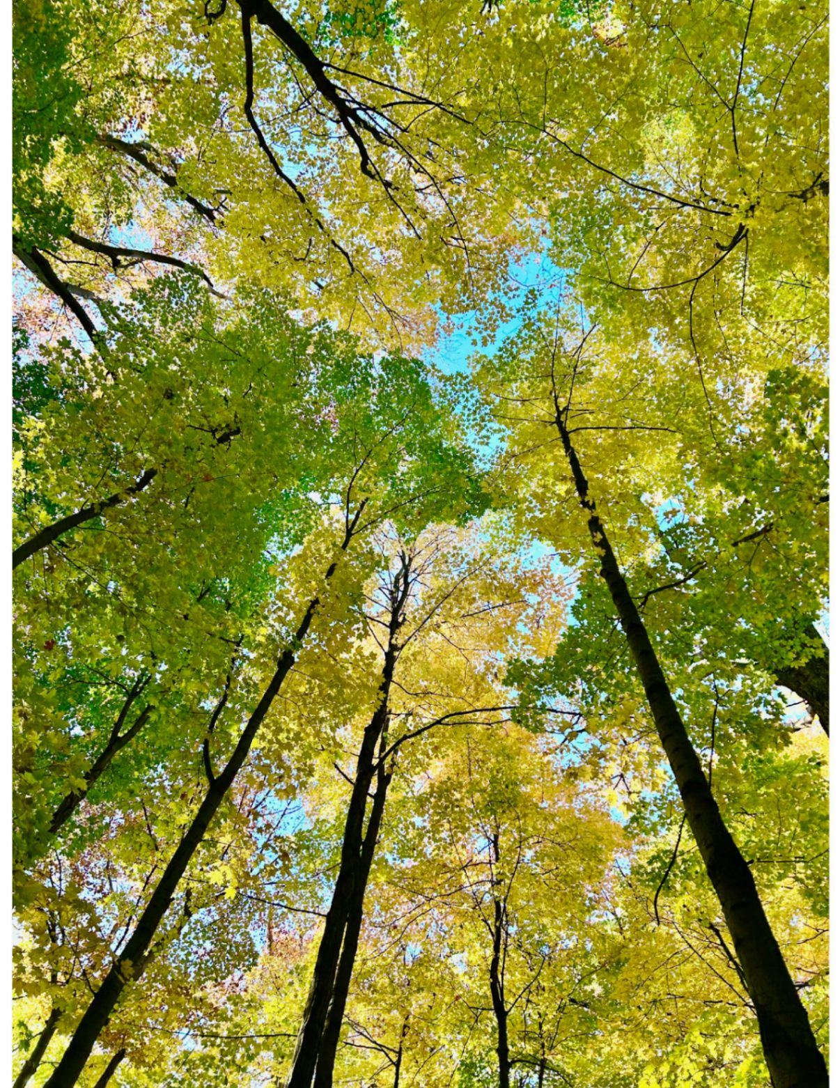 Fall treescape Sherwood Park