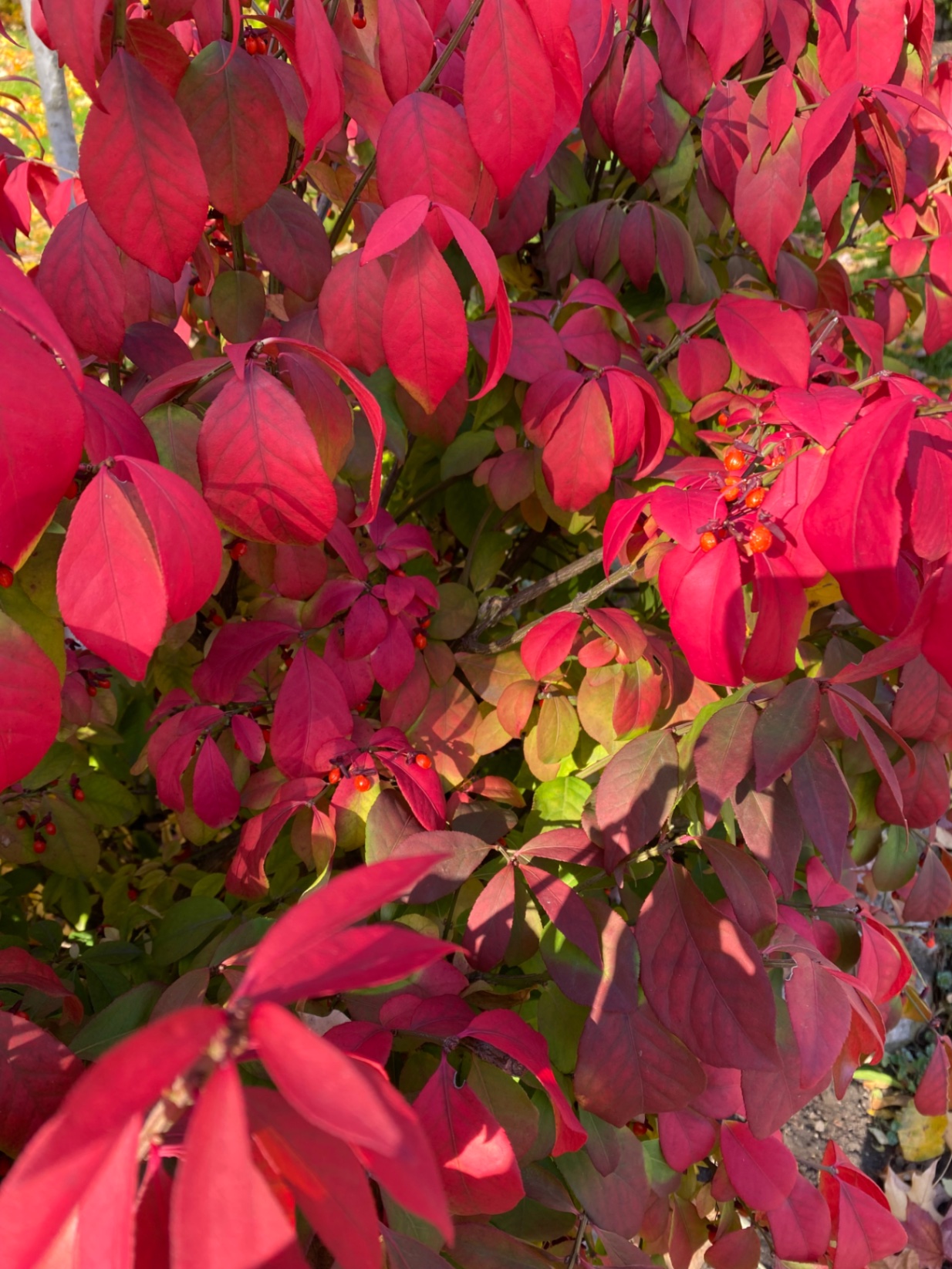 Community photo submission