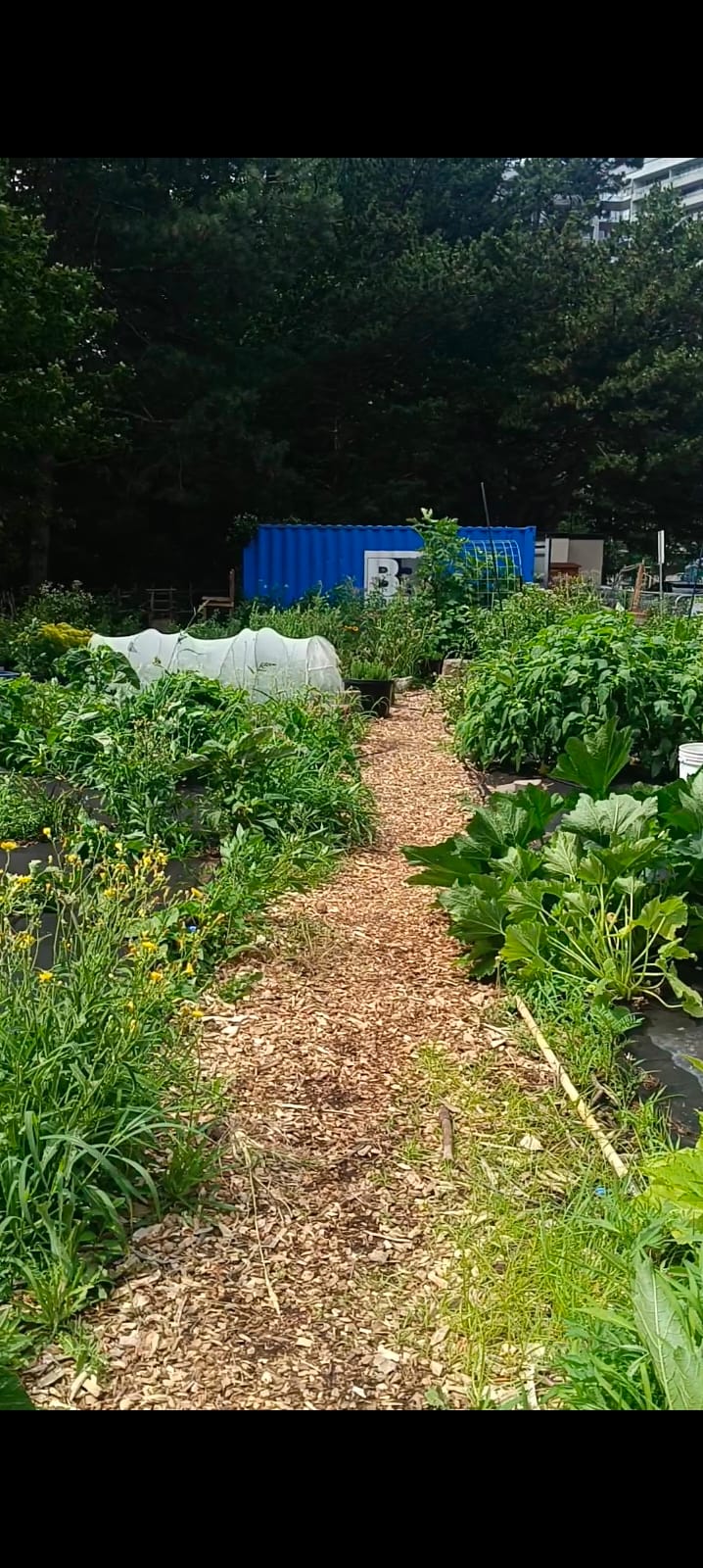 A community garden created by love and mother nature. 