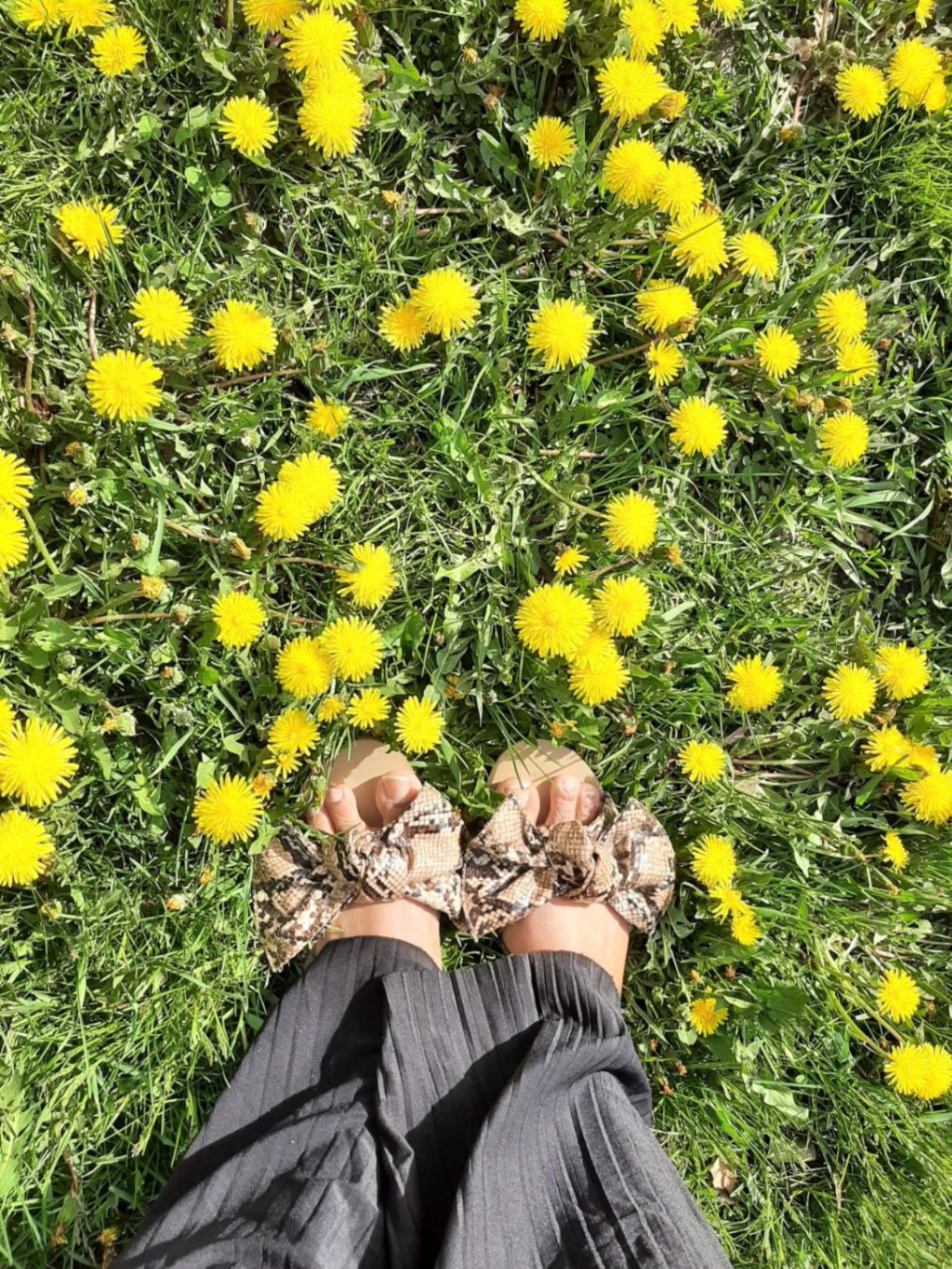 Beautiful day with dandelion flowers 🌼 