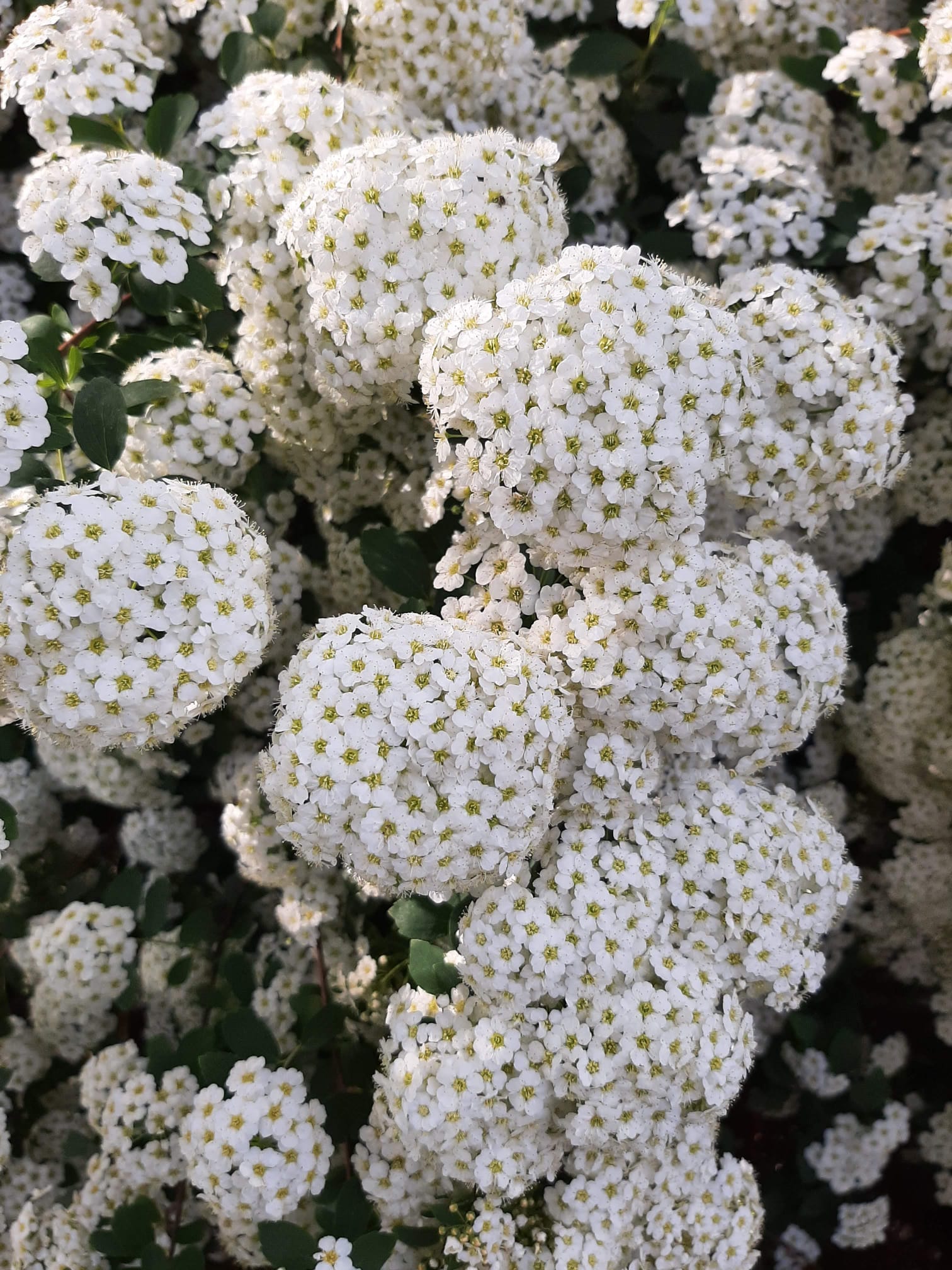 Beauty of Nature 