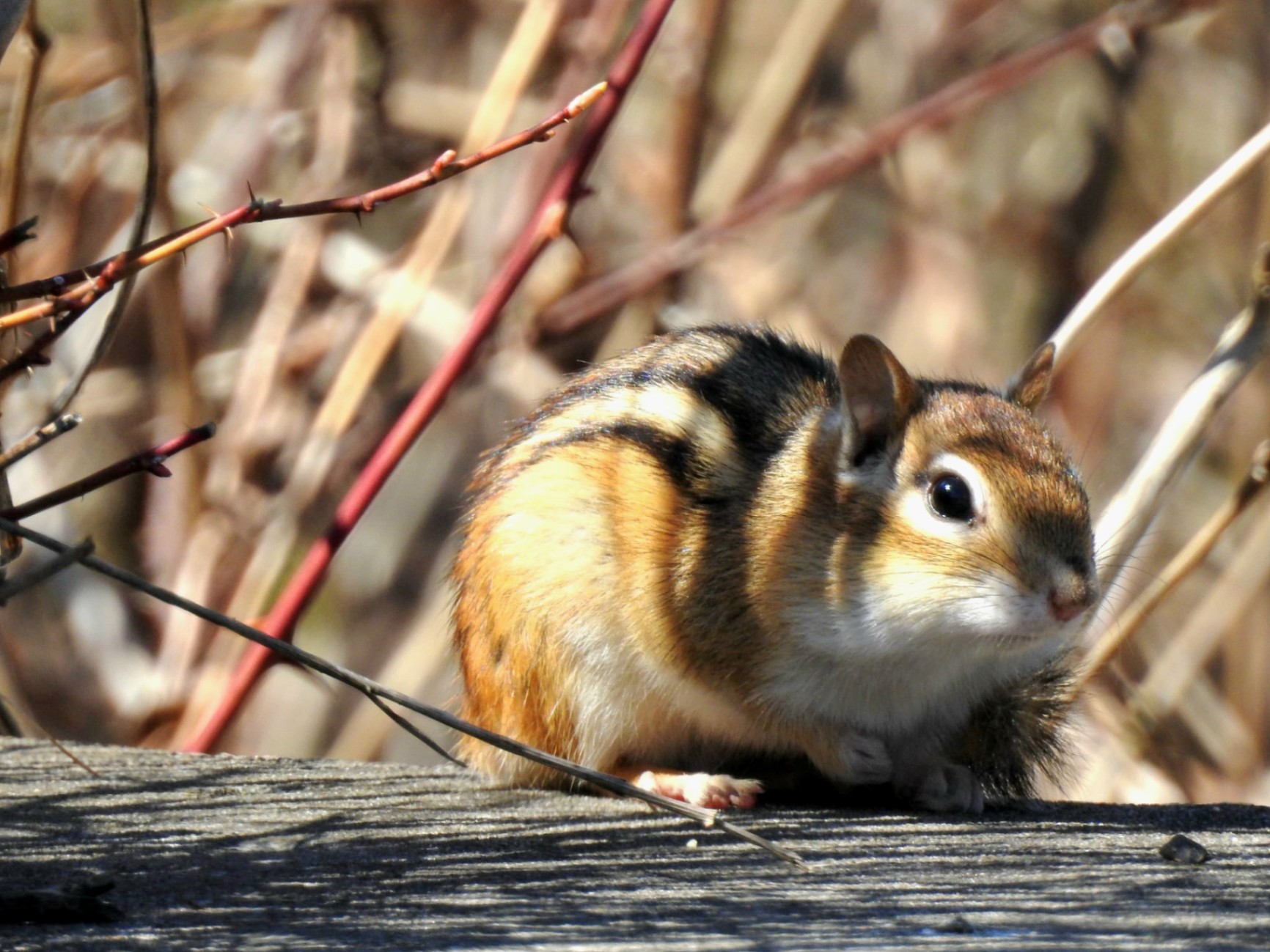 Chilling chipmunk at the brickworks