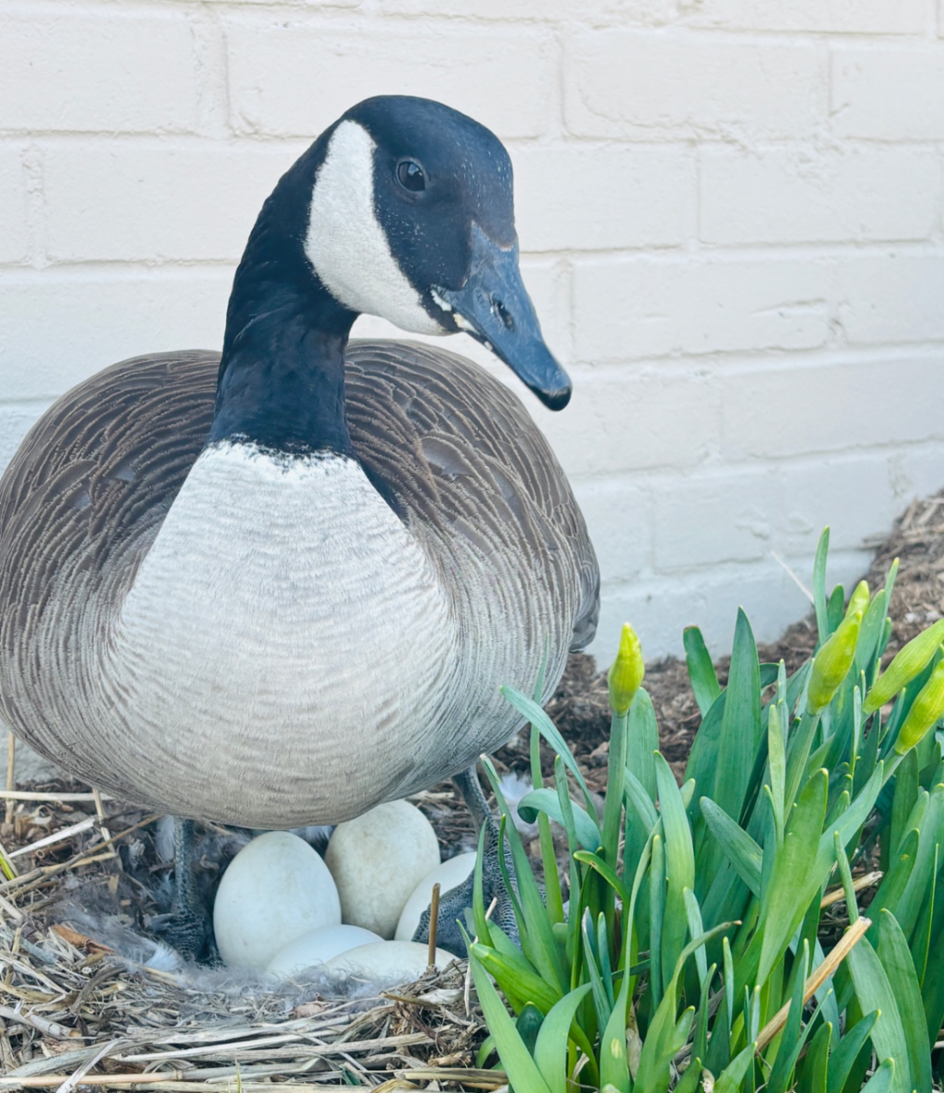 Mother Goose In Waiting. Captured in front of daughter’s dance school on Vanderhoof
