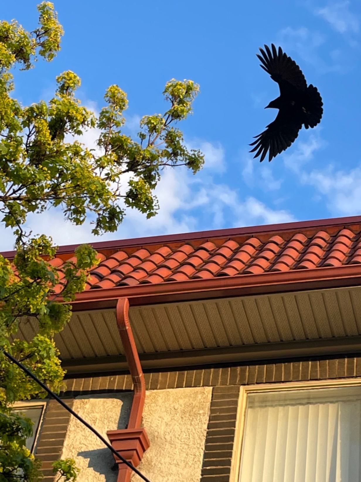 Wisdom of the Crow