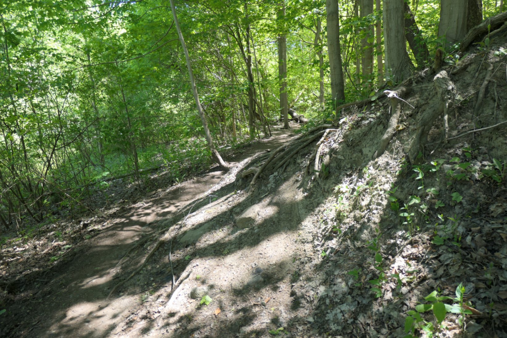 Don Valley East trail - Shadow and light