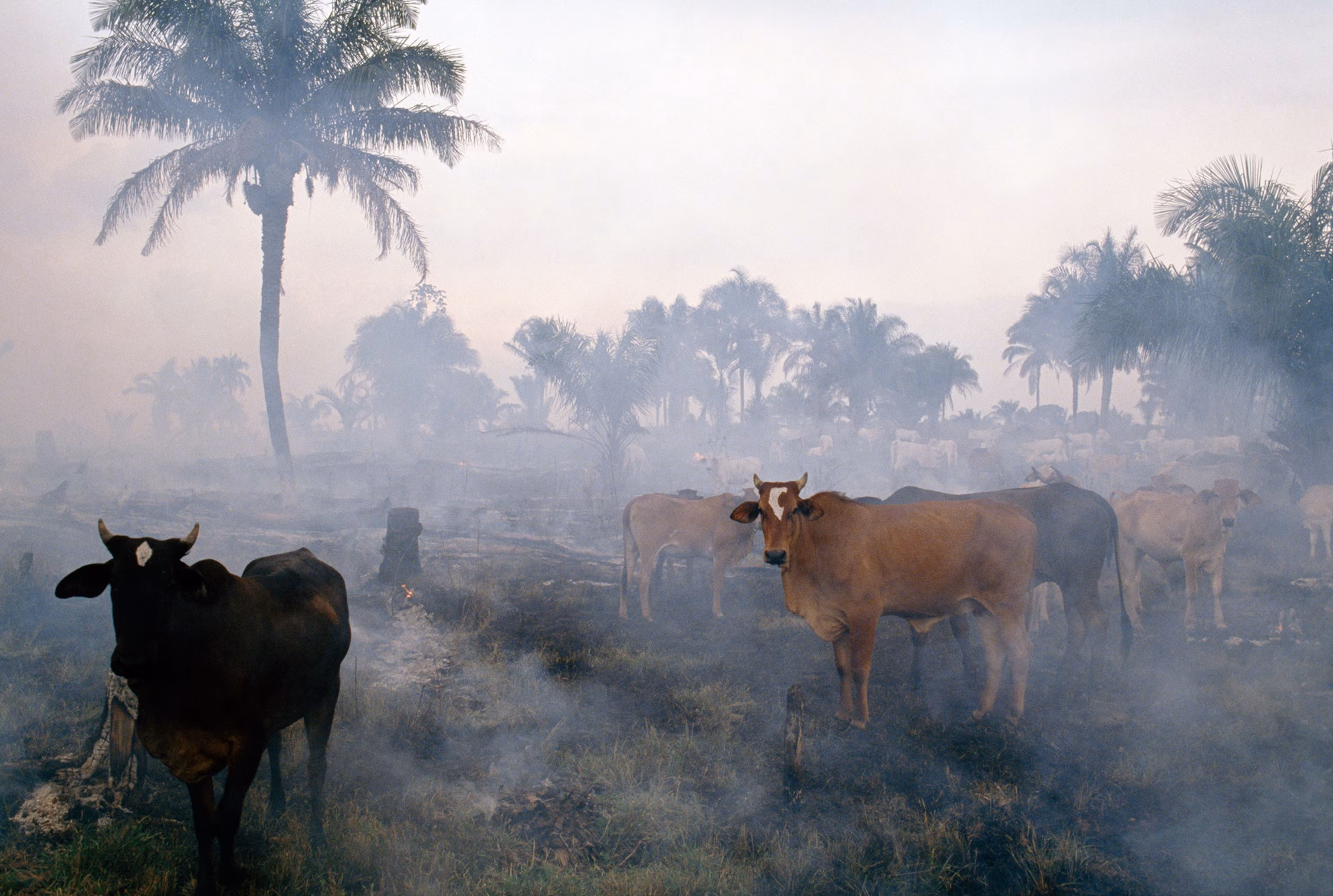 Factory farm giant JBS linked to illegal grazing on indigenous land, yet remains heavily financed by major banks