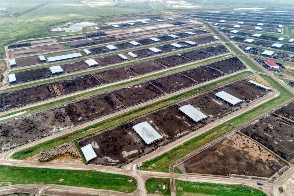 FAIRR Report Reveals Financial Risks of Industrial Animal Agriculture for Banks - How Factory Farm Finance May Impact Your Money