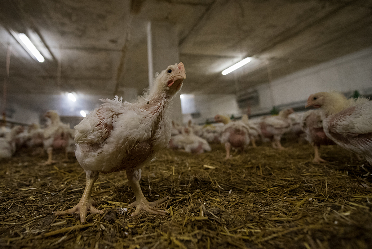 Lincolnshire Chicken Megafarm Delayed: 1,000+ Objections Raise Air Pollution, River & Antibiotic Resistance Risks