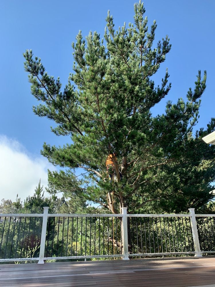 Tree Pruning