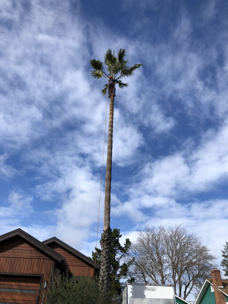 Tree Topping