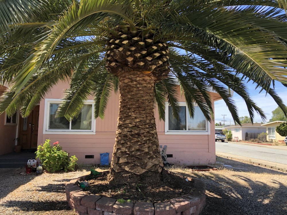Palm Trimming background