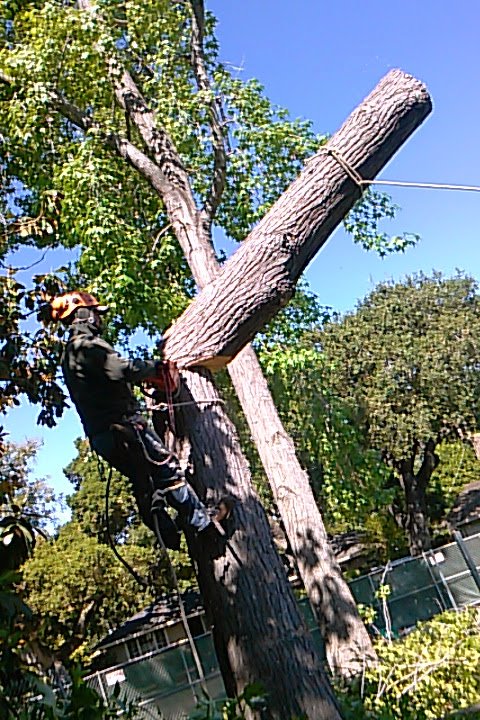Tree Removal background