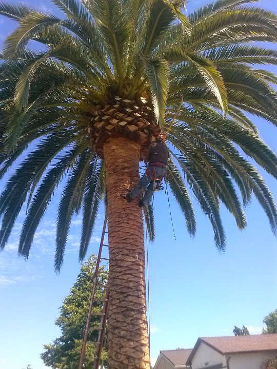 Palm Trimming