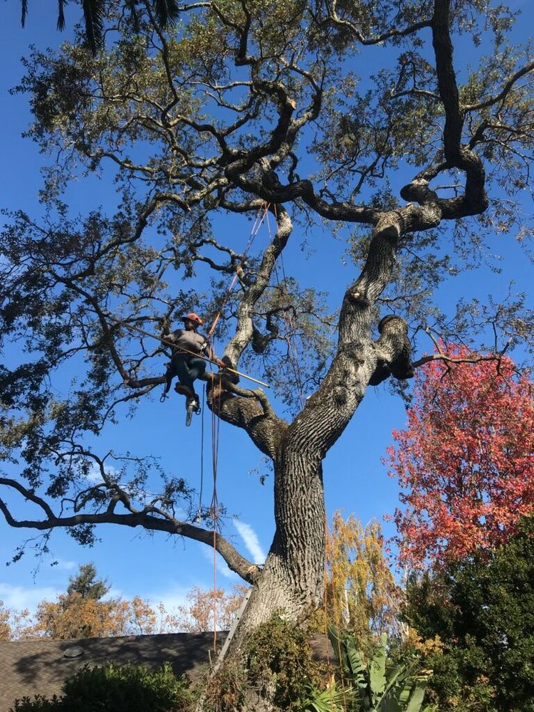 Tree Pruning background