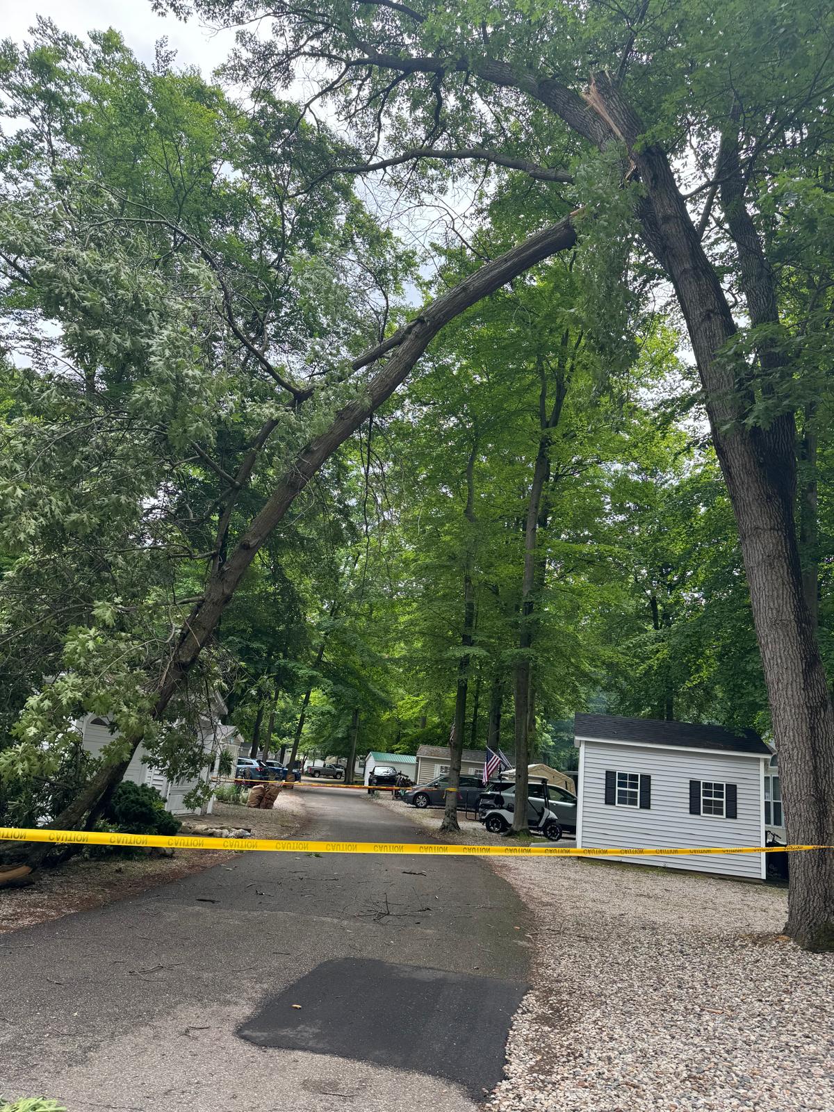 Gallardo Tree Service LLC