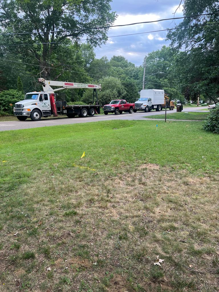 We'll Deal With Any Tree Problem You Have Fast And Efficiently-thumb