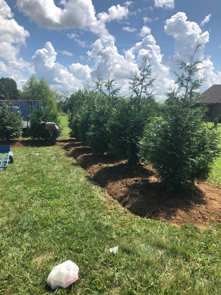 Tree Planting background
