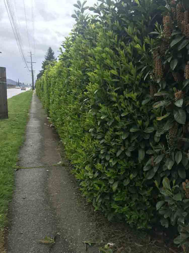 Trimming and Pruning background