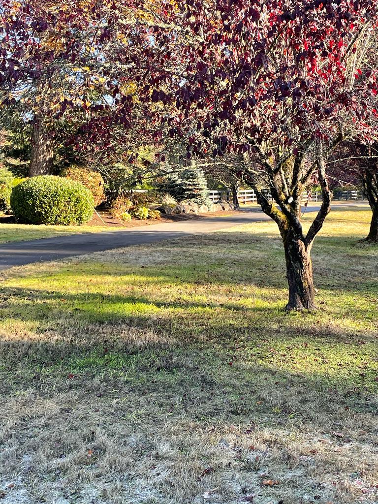 Tree Removal background