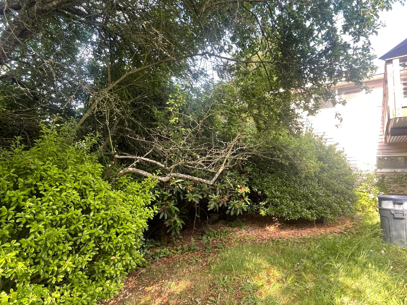 Tree Services background