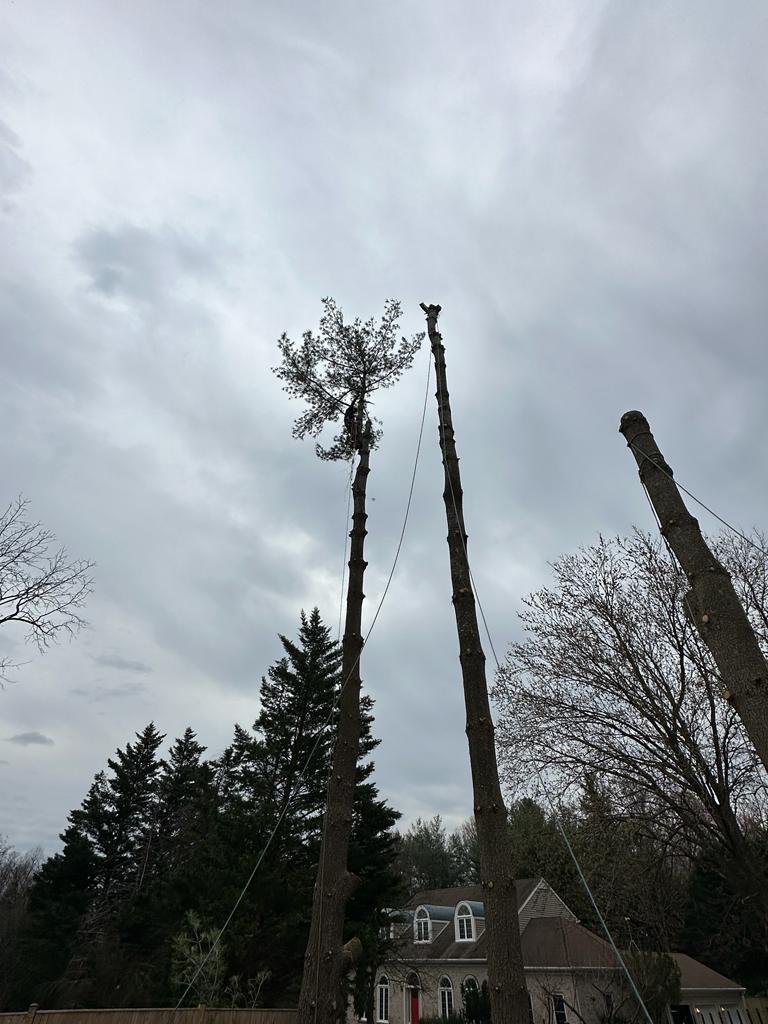 images-17