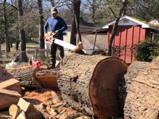 Tree Removals