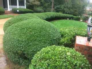 Trimming & Pruning