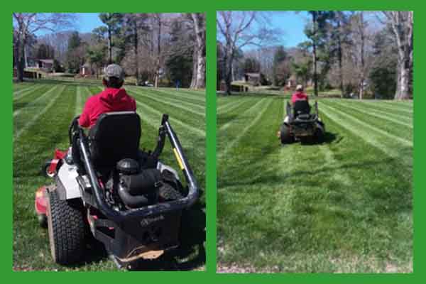 Landscape Cleanup