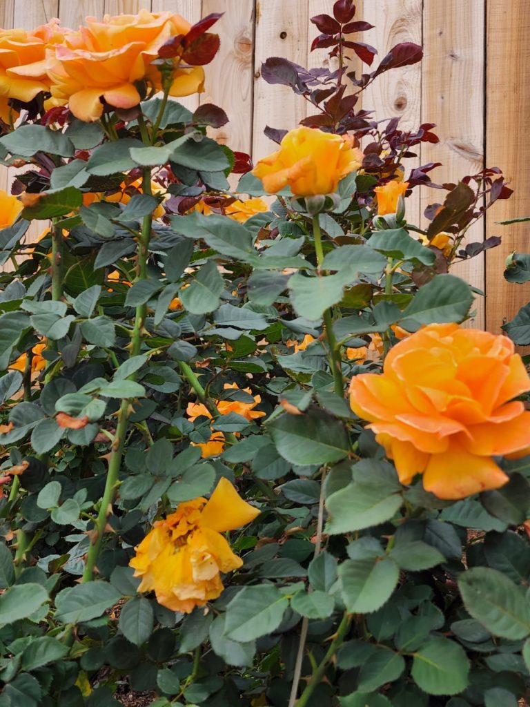images-23