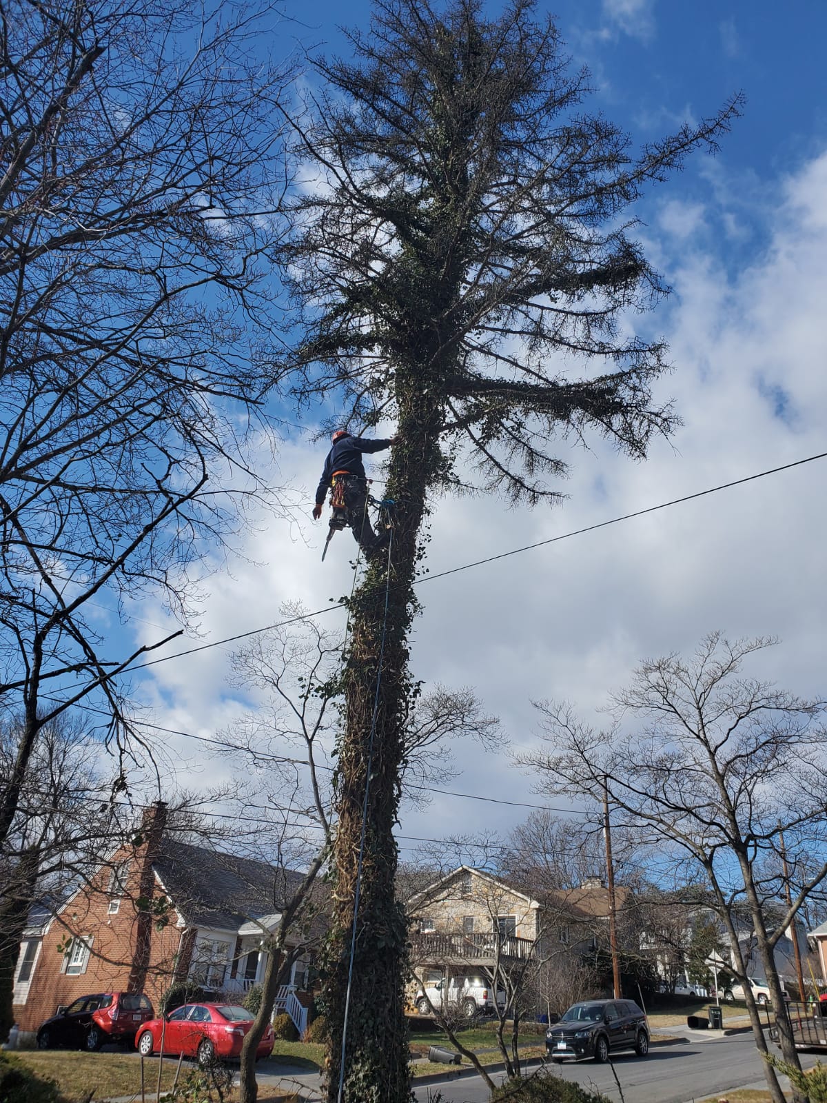 Tree Removal background