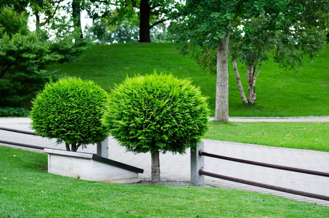 Tree Planting background