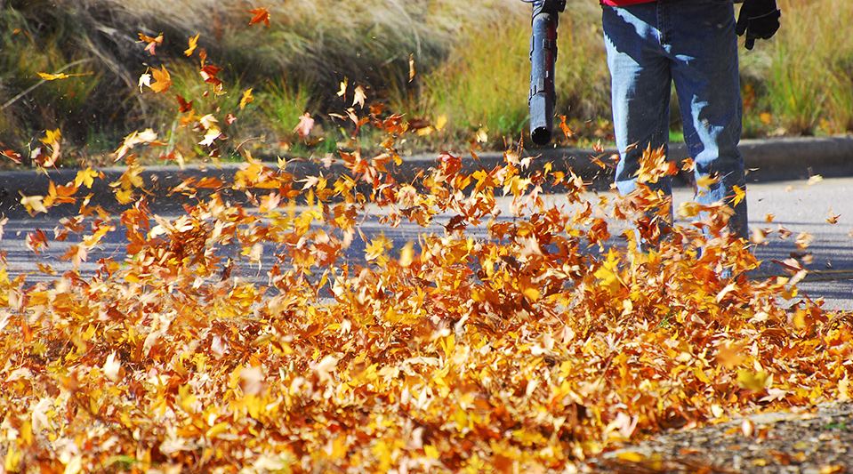 Leaf Removal