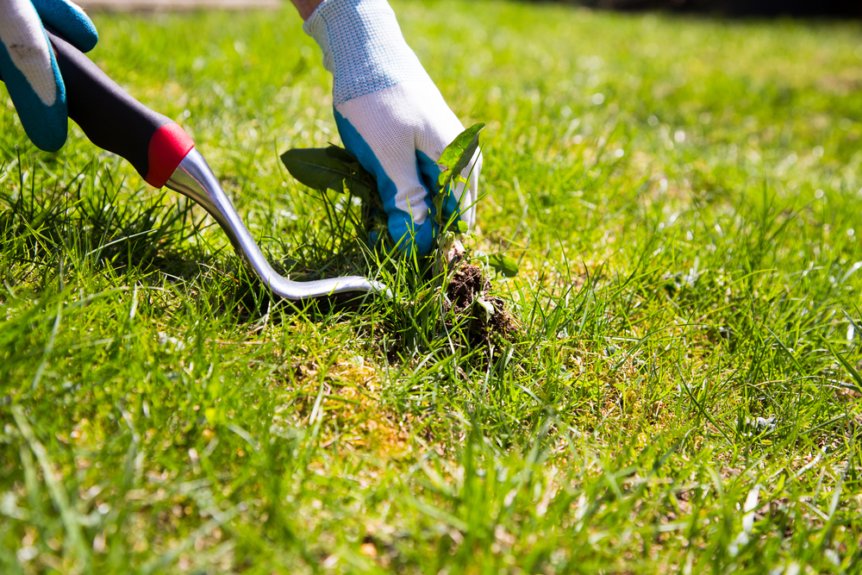 Weed Control background
