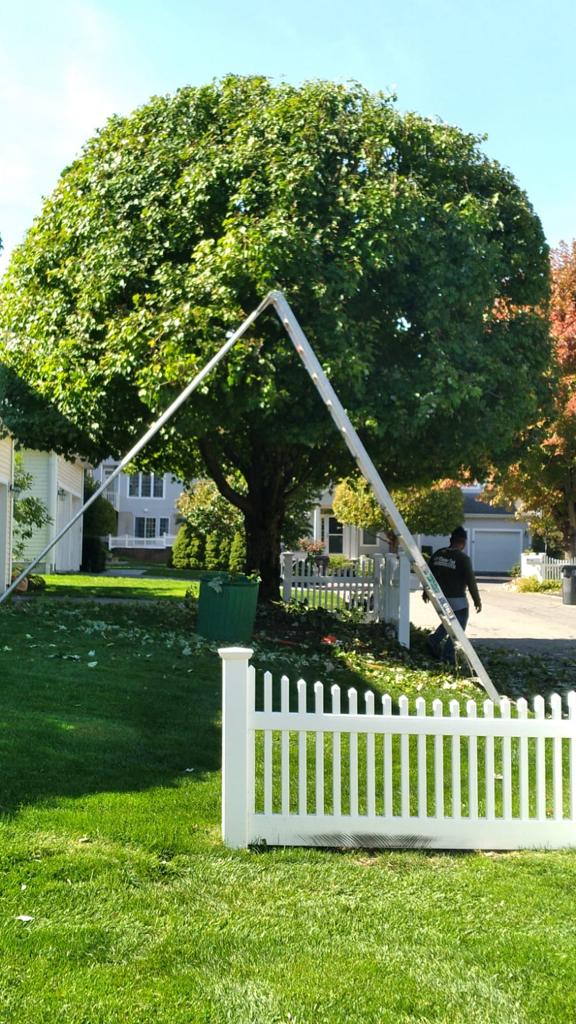 Let us take care of your lawn and yard maintenance needs