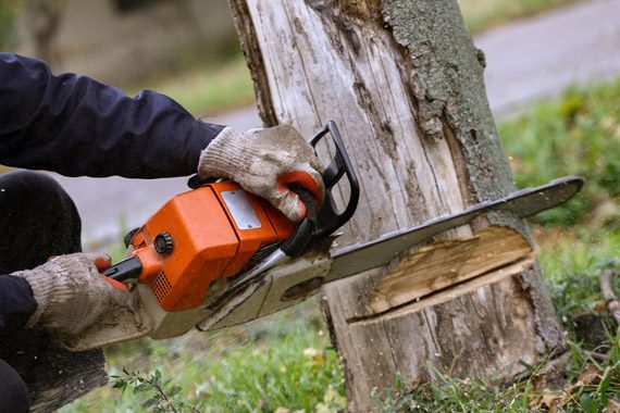 Tree Cutting