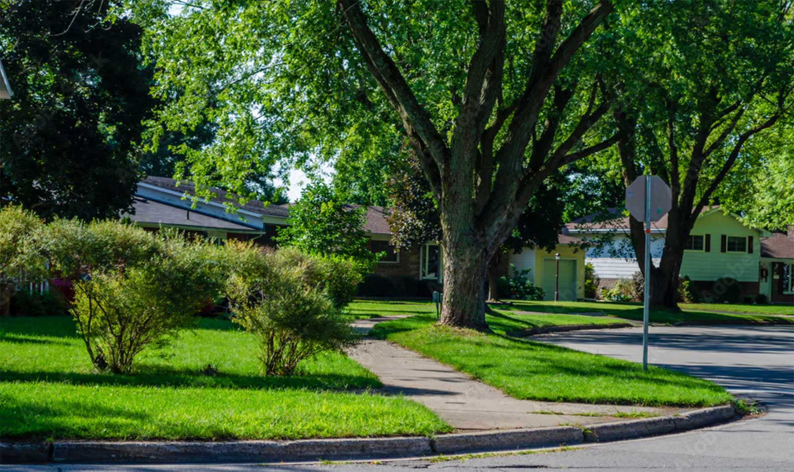 Tree Services