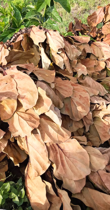 Mulching