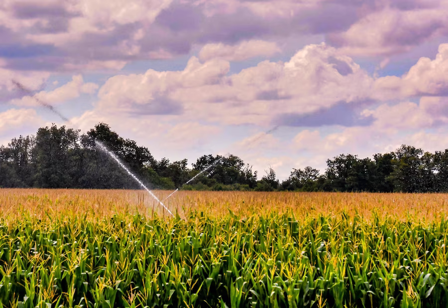 Irrigation Service