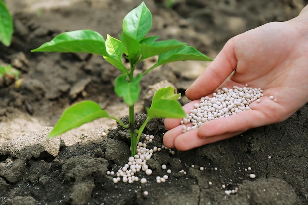 Fertilizing
