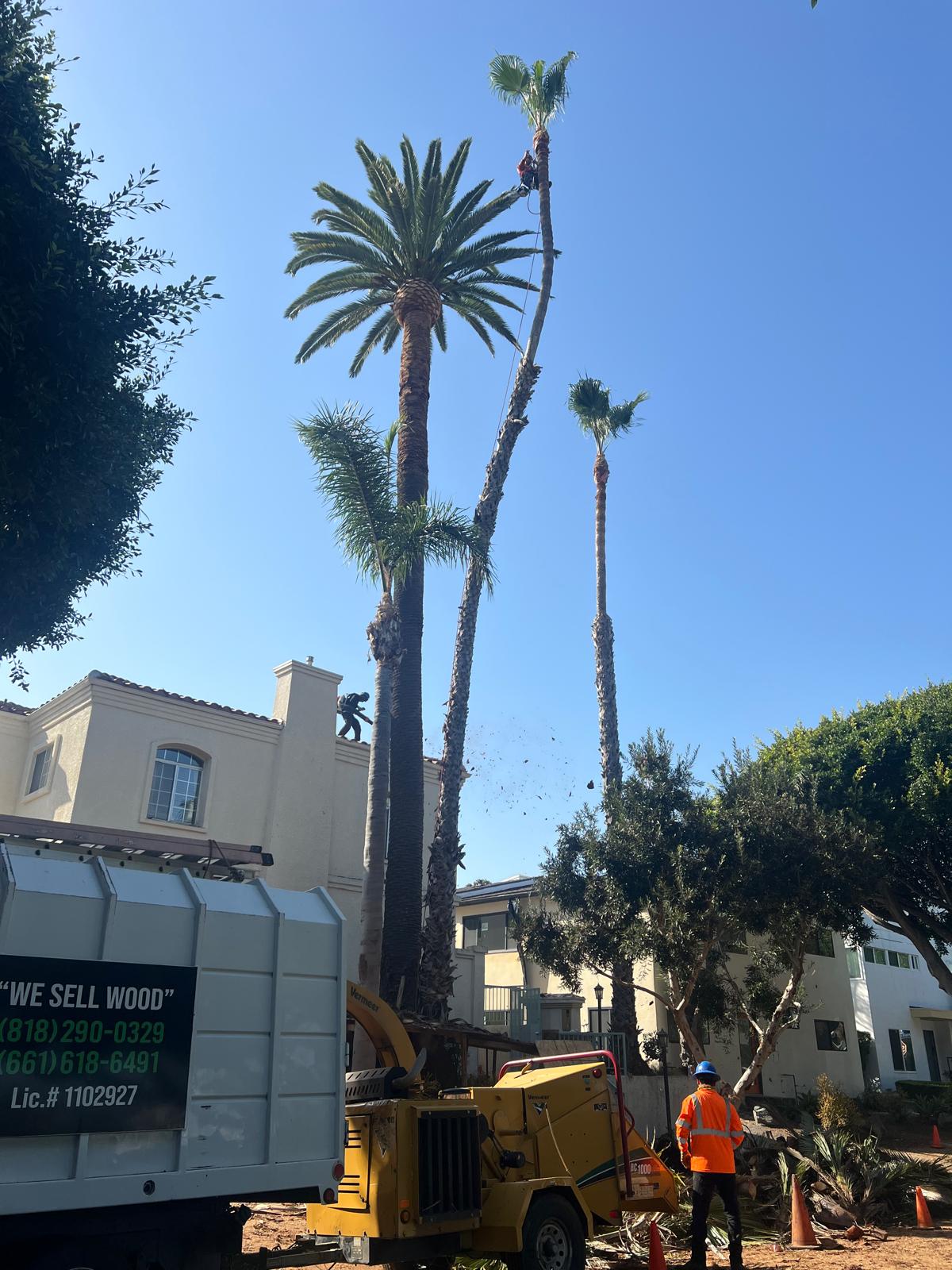 Landscape Artistry, Tree Mastery.