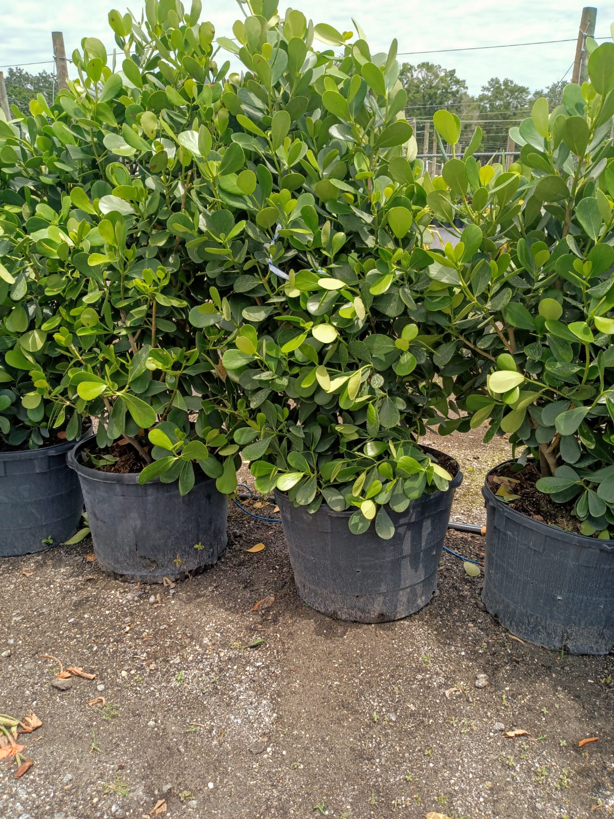 images-4