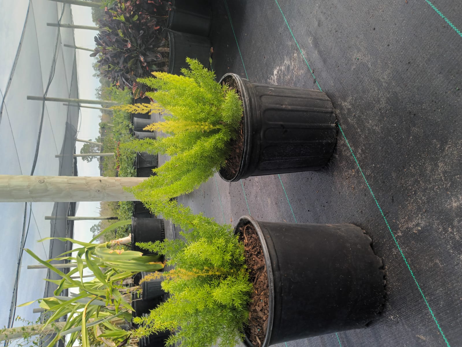 images-5