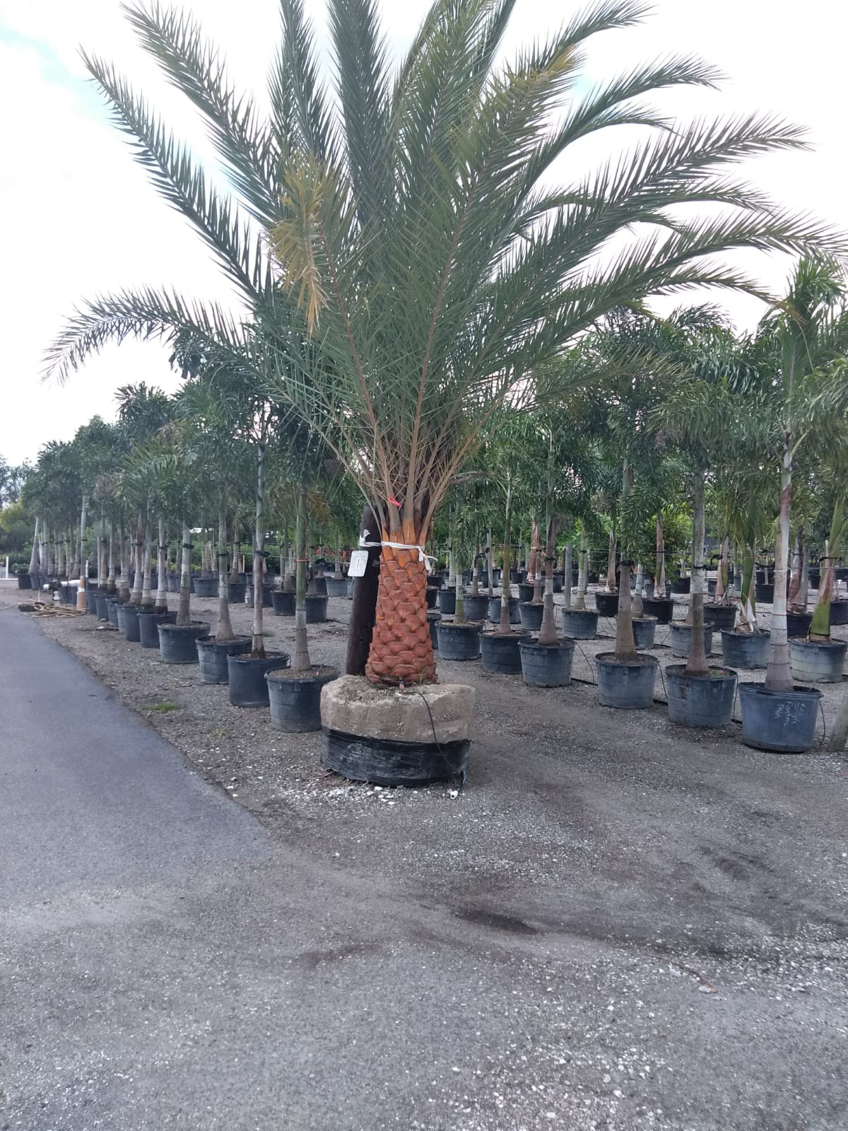 images-7