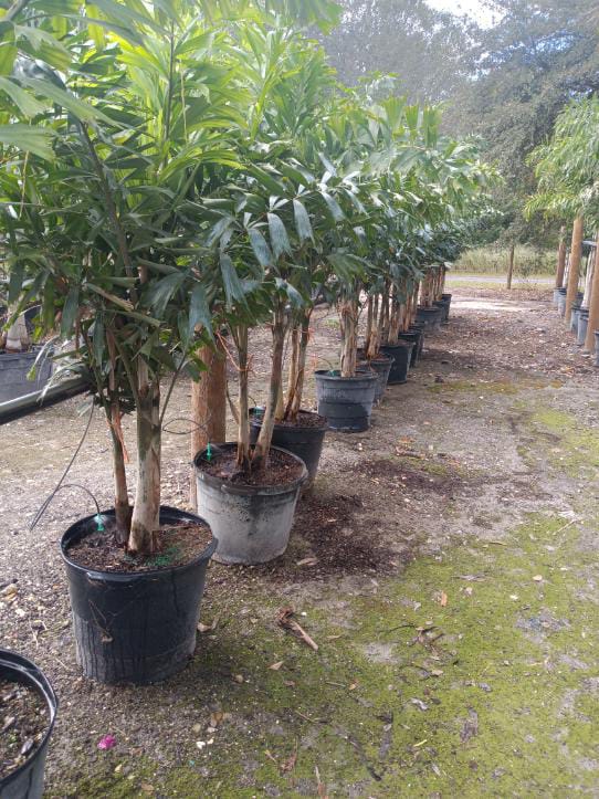 images-6