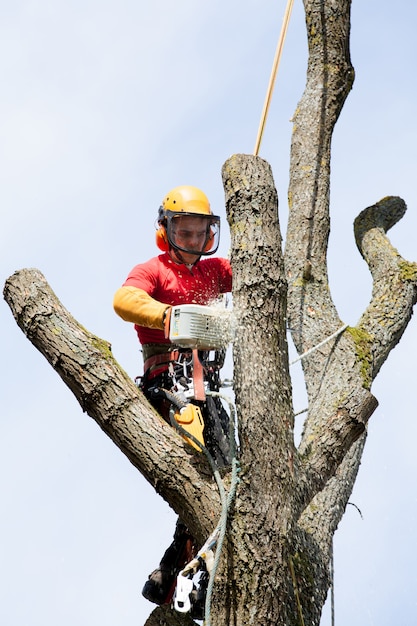 Valley Tree Services LLC gallery 4