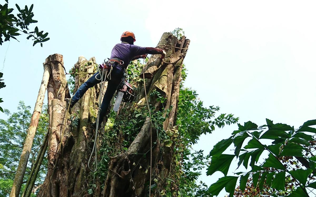 Valley Tree Services LLC gallery 2