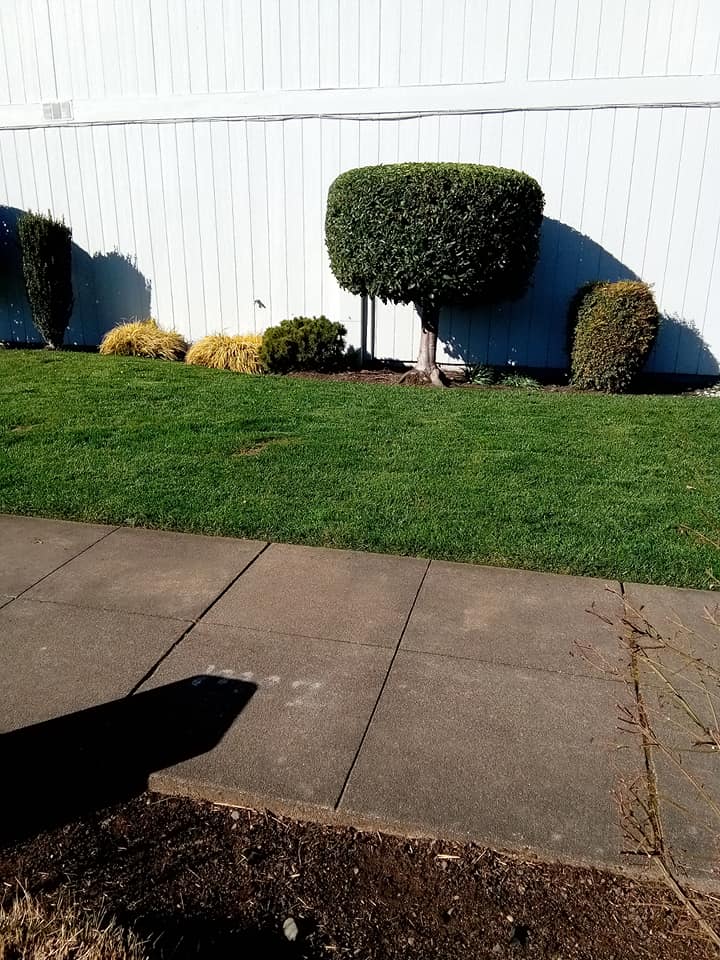 Grass background