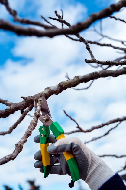 Pruning Fruit Trees