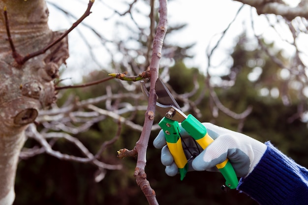 Pruning Fruit Trees background